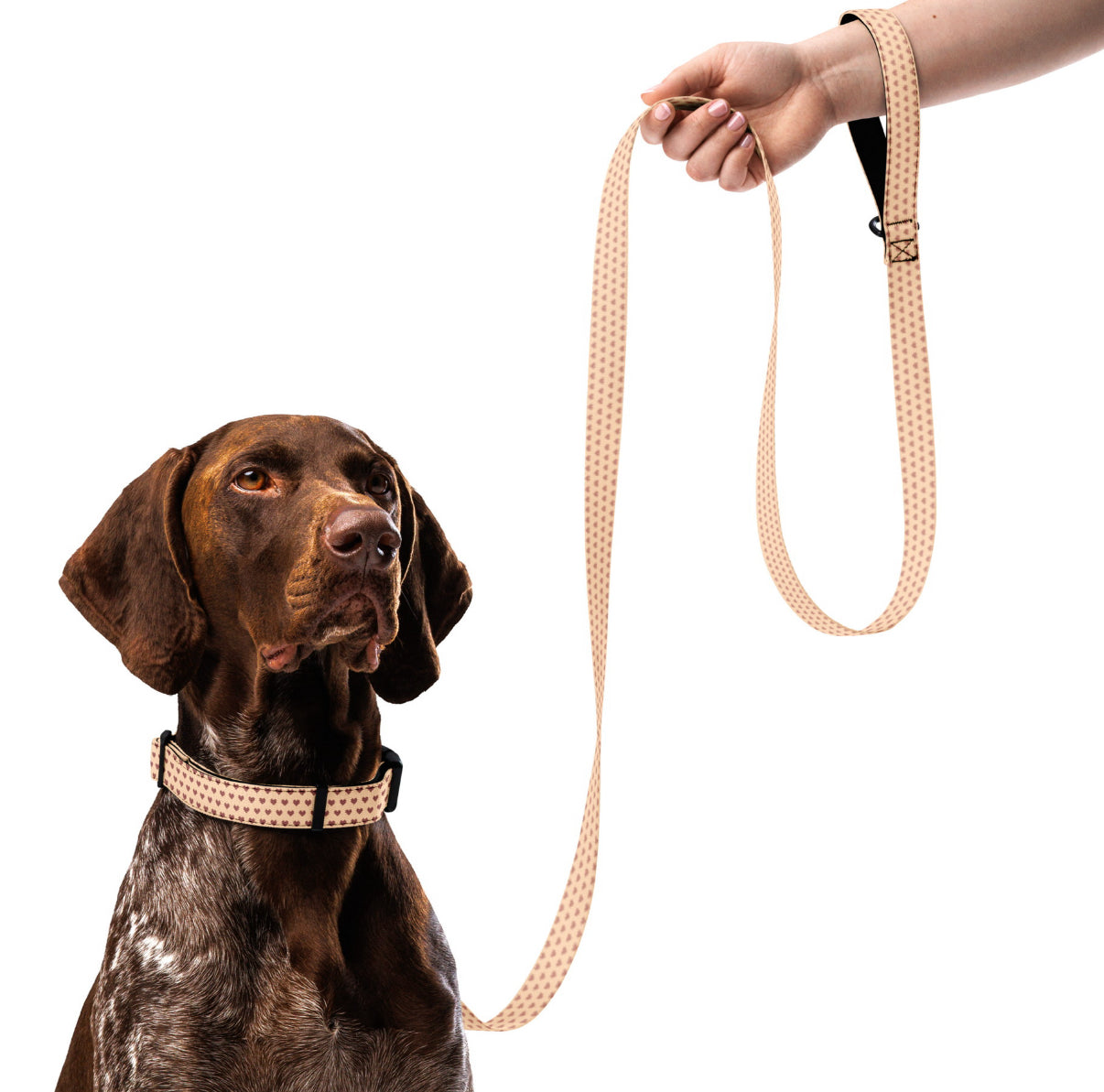 Pet collar & leash